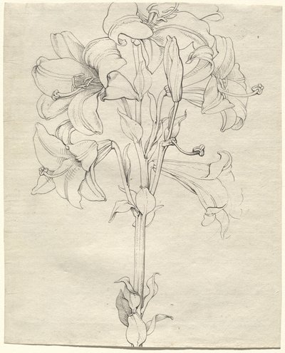 A Stalk of Lilies with Six Blooms by Philipp Otto Runge